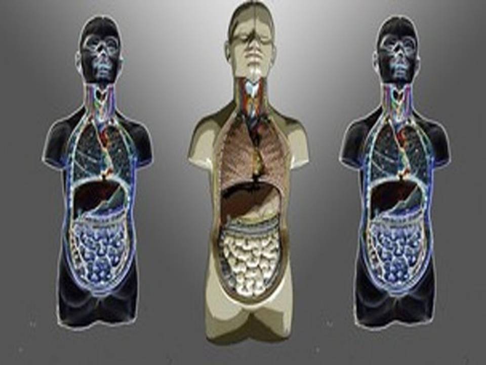 Easy Anatomy I Physiology Course