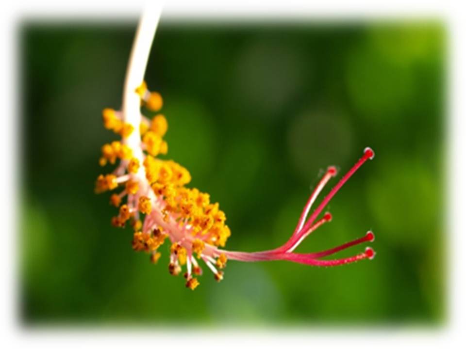 Biology I Sexual Reproduction I Flowering Plants Course