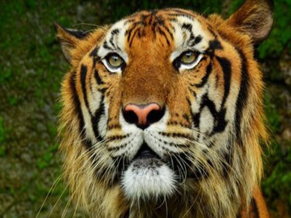 Biology I Animal Kingdom Course